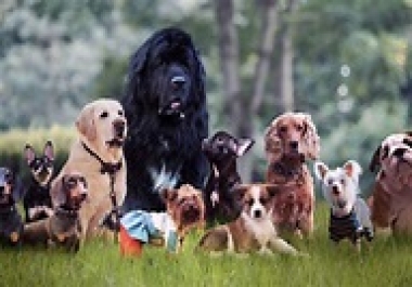 10 Easy Ways to Mentally Stimulate Your Dog.