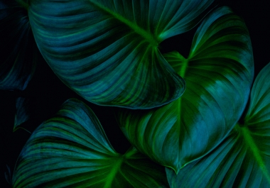 I can provide you 100 royalty free images with product photography