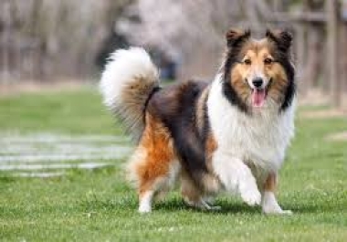 1000 words professionnels The smartest dogs for the home