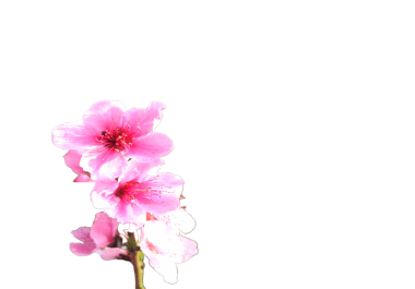 I am providing background removal service of all complicated images and photos