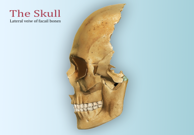 I will create medical illustrations for you