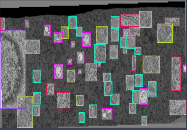 I will do data collection and do video and image annotation for AI and ML