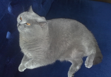 Prof 30 sec audio commercial script + voiceover + music of your choice