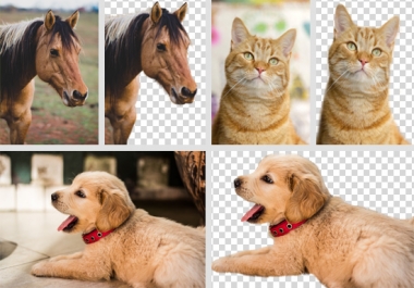 Remove Background or Change From Your Images In 24 Hours